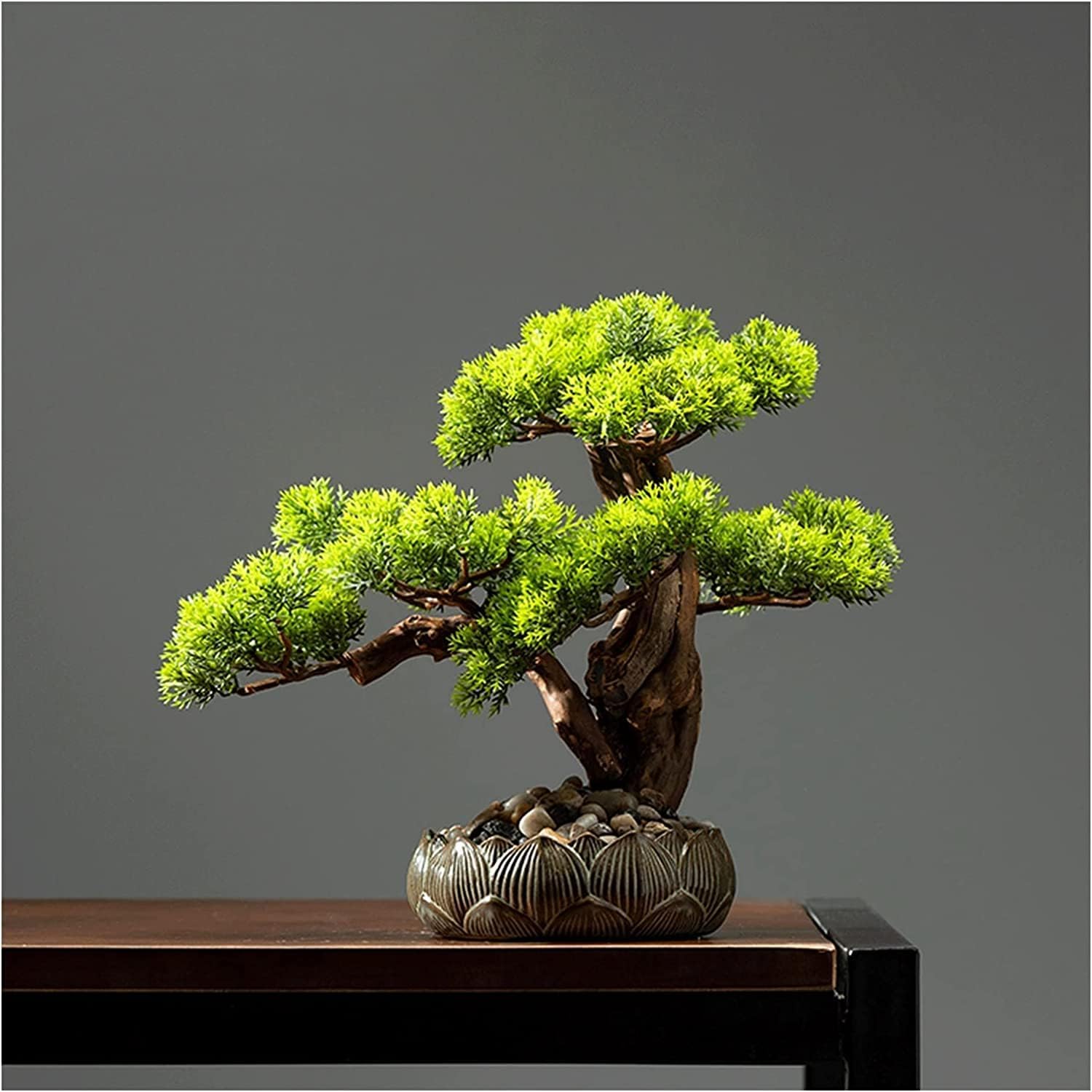 白木盆栽園　白実　マユミ　盆栽　樹高20センチ　楓カエデ紅葉モミジ欅実物観葉植物 白木盆栽園 白実 マユミ 盆栽 樹高20センチ 楓カエデ紅葉モミジ